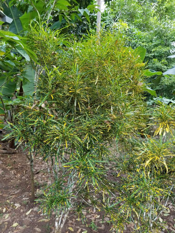 Decorational Plant in Belize