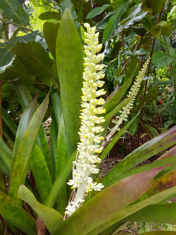 Flower at Better in Belize