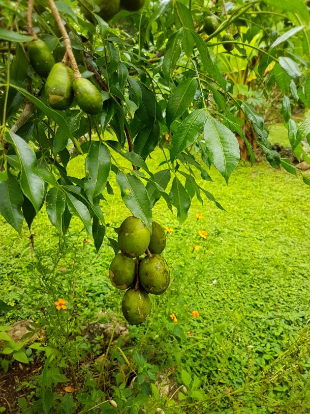 Golden Plums at Better In Belize