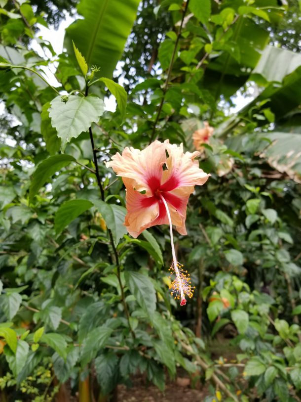 Hibiscus in Belize