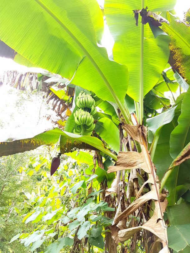 Organic Bananas in Belize