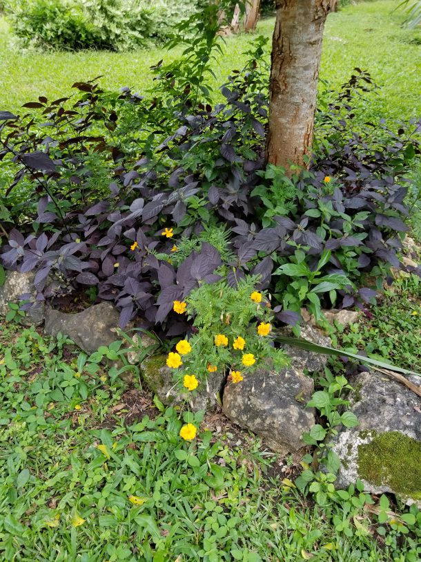 Organically Minded Garden
