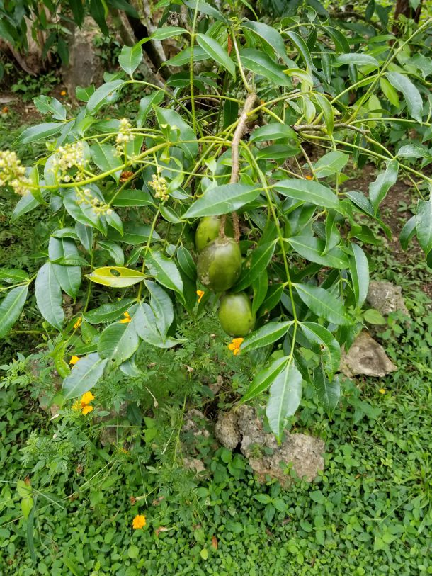 Plums in Belize Garden