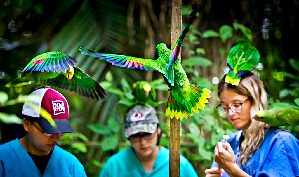 Belize Bird Rescue