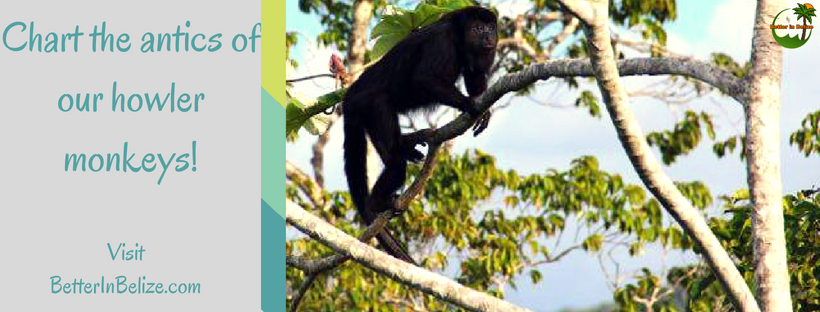 Belize Howler Monkeys