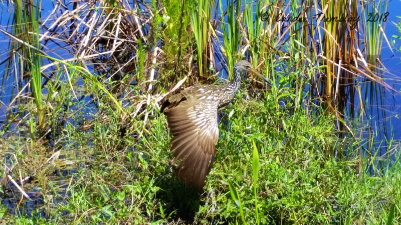 Limpkin in Belize