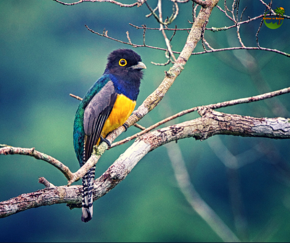 Bird of Belize