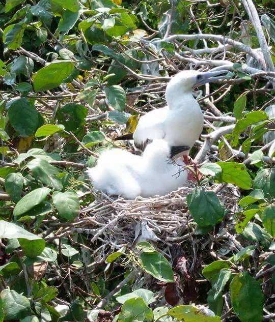 Boobie Birds on Half Moon Caye 