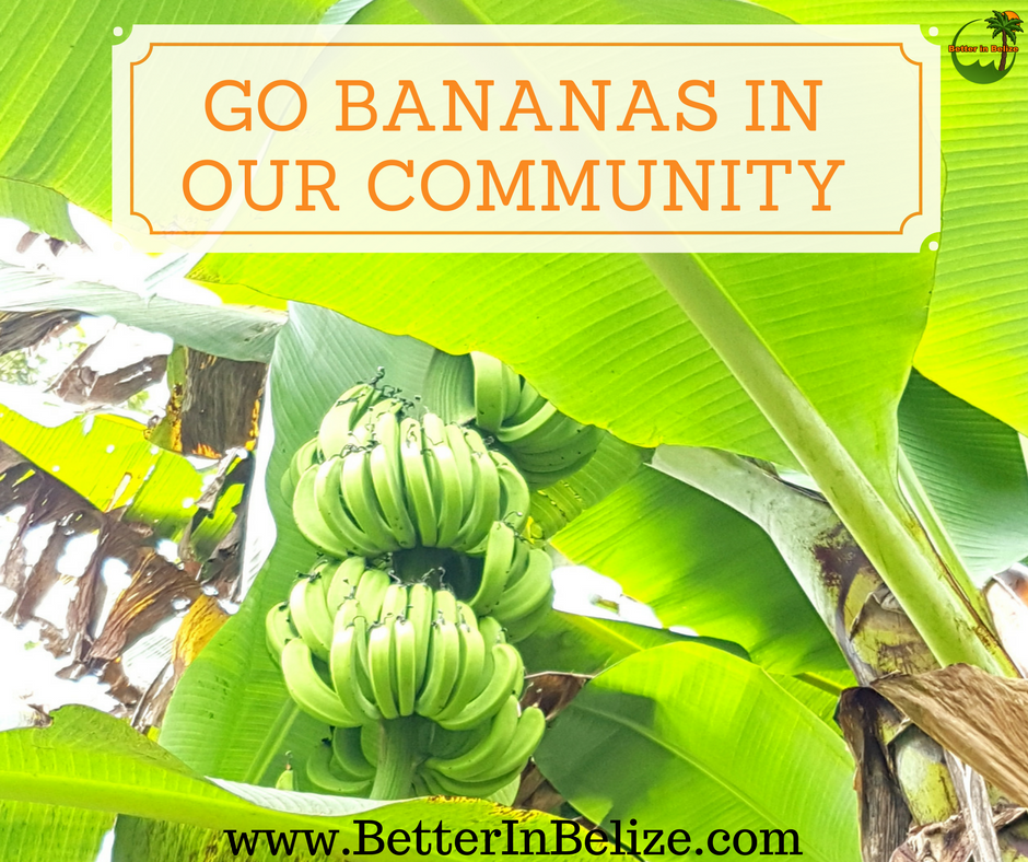 Bananas at Better in Belize