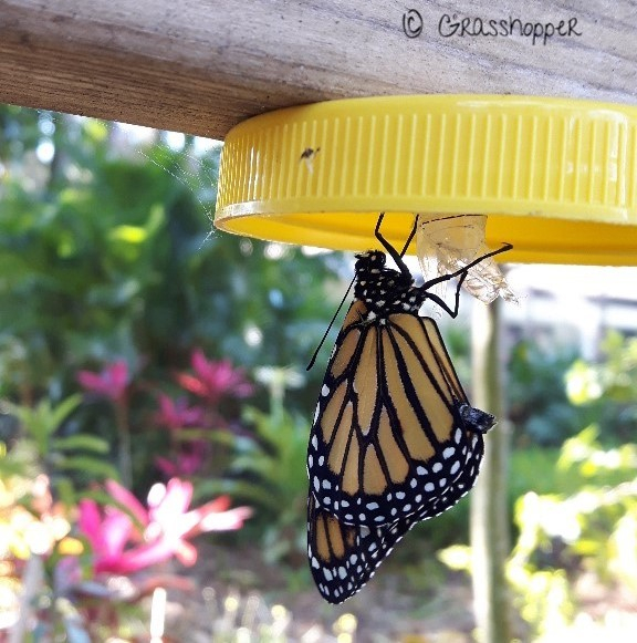 Monarch Butterflies in Belize