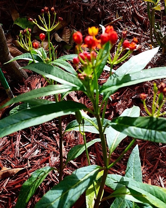 Tropical Milkweed