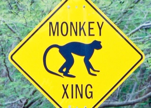 Monkey Crossing in Belize