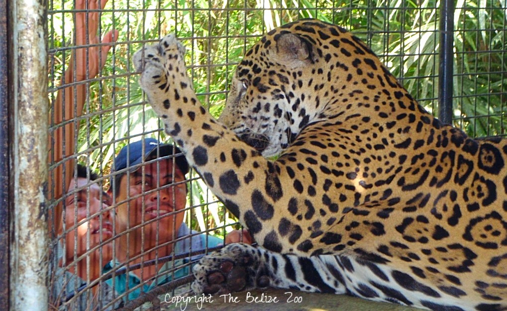 The Belize Zoo Jaguar