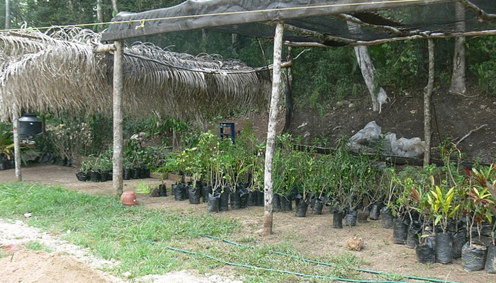rainforest properties in belize