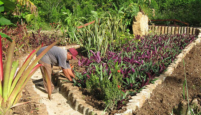 Garden at Better in Belize Ecovillage