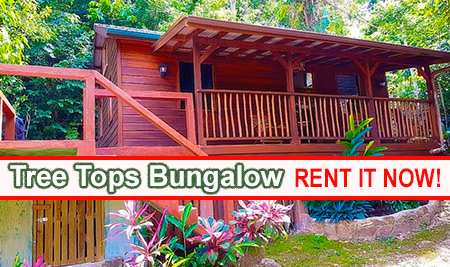 Tree Tops Bungalow: Belize property for rent