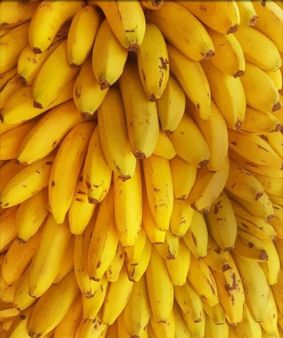 belize bananas