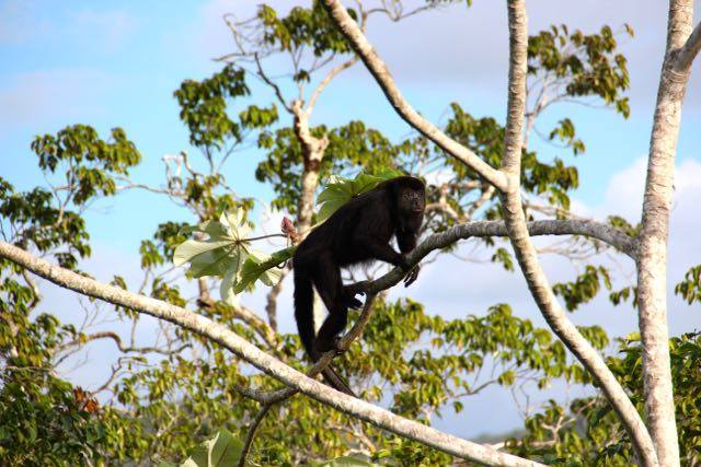 Belize Howler Monkeys