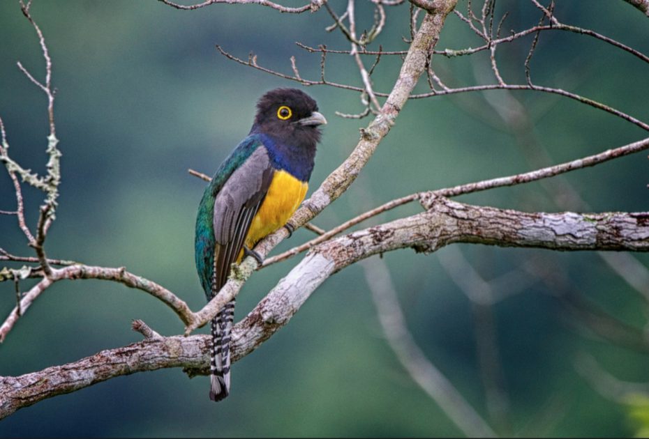 birds of belize