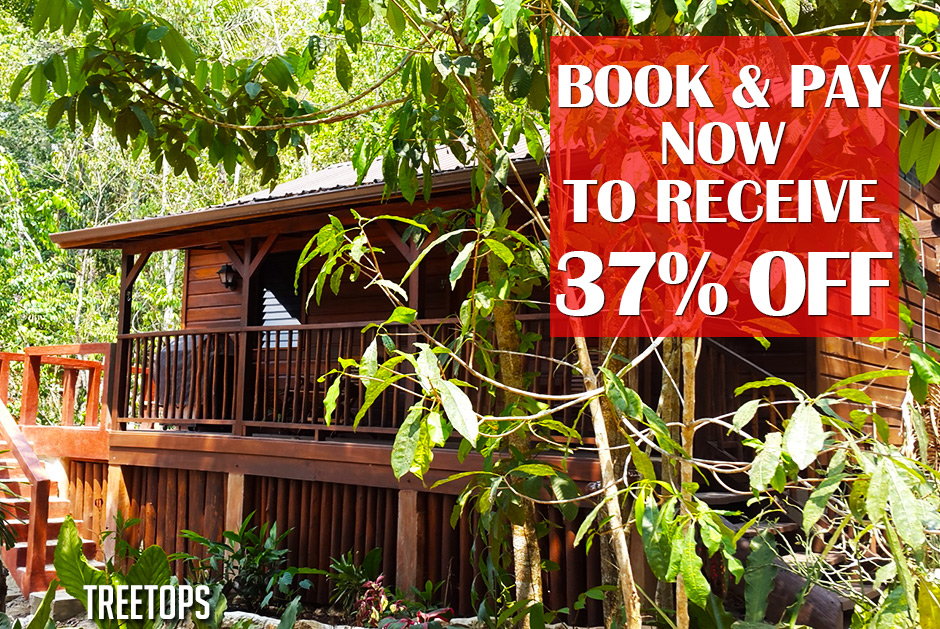 Belize Treetop Rental